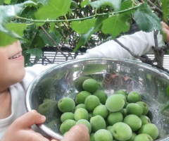 文化教育 自然・生き物